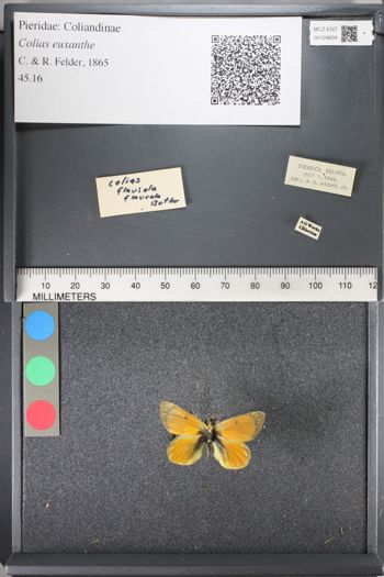 Media type: image;   Entomology 124609